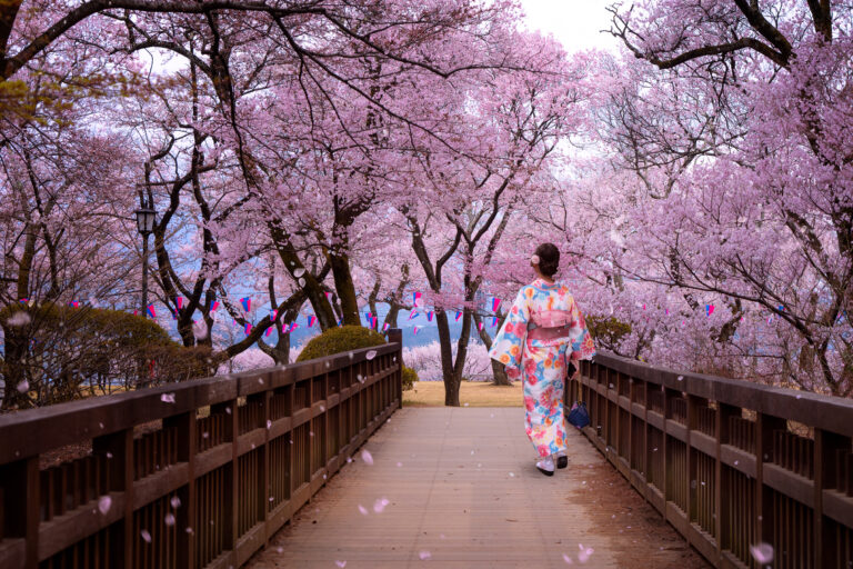 La magia de la temporada de sakura en Japón