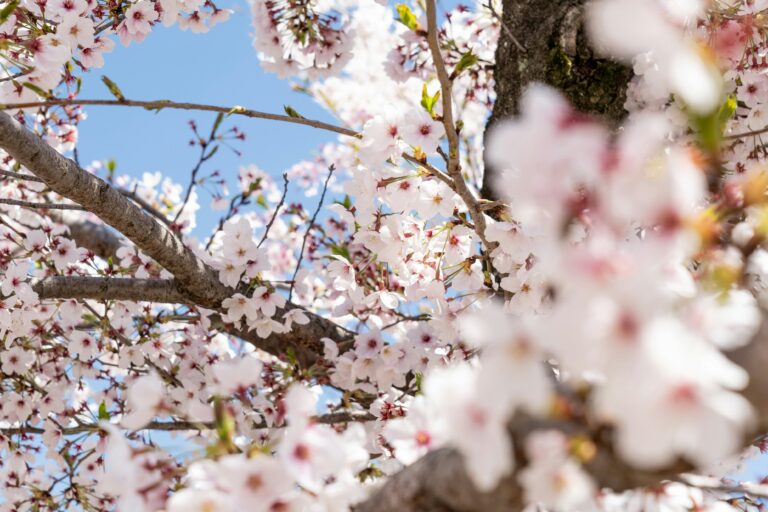 Hanami: la tradición de contemplar lo efímero